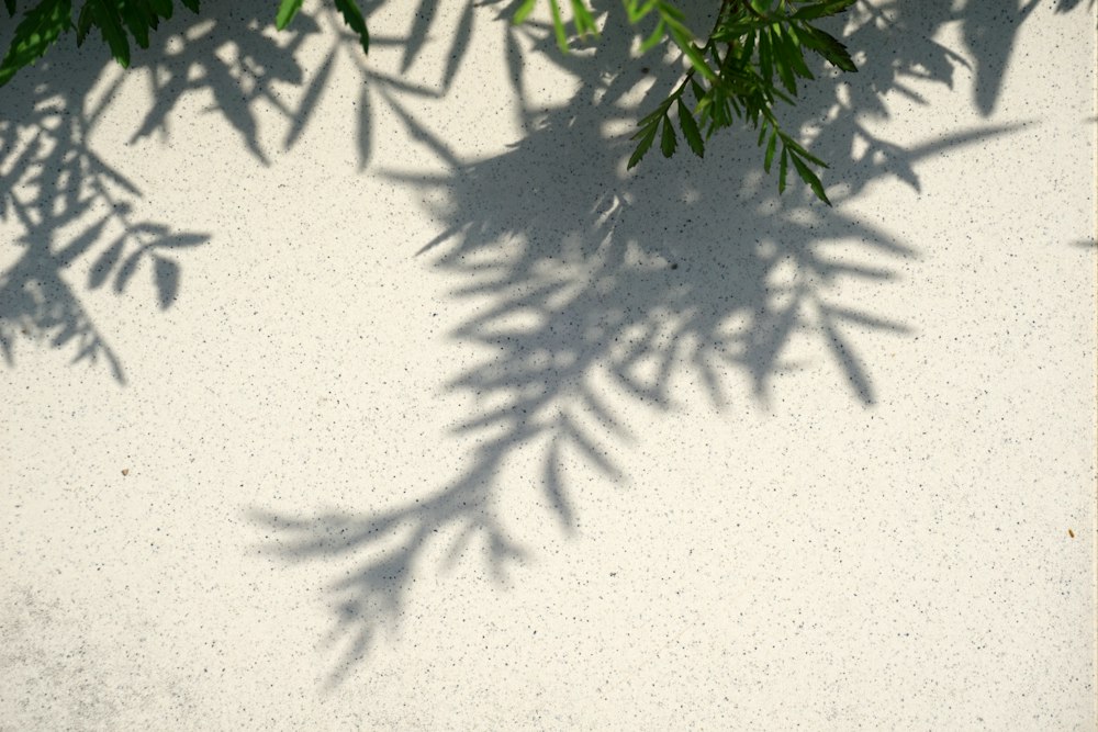 Plant shadow across a warm wall
